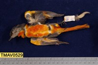 藏品(灰喉山椒鳥)的圖片